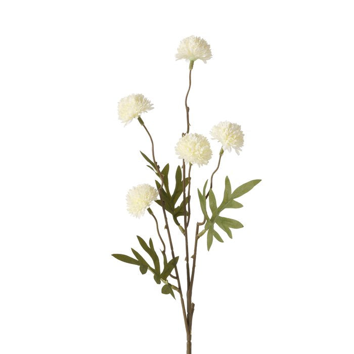 Tak dahlia - (BO-2055716)