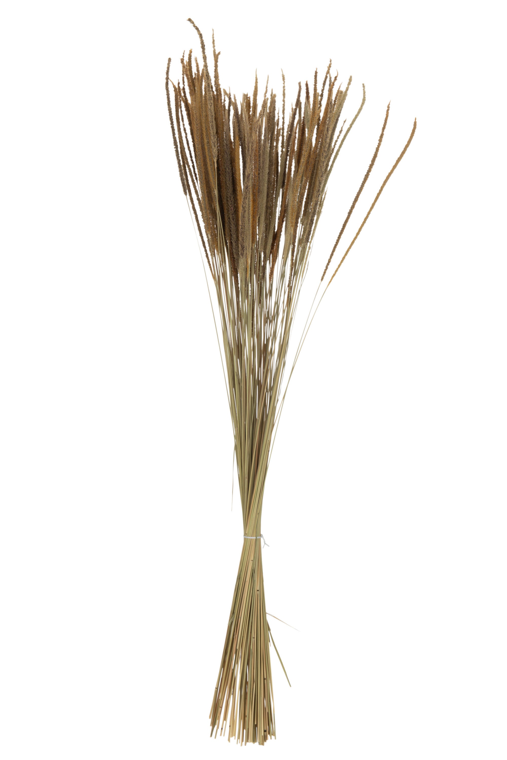 Gedroogd Fonteingras - (22467)