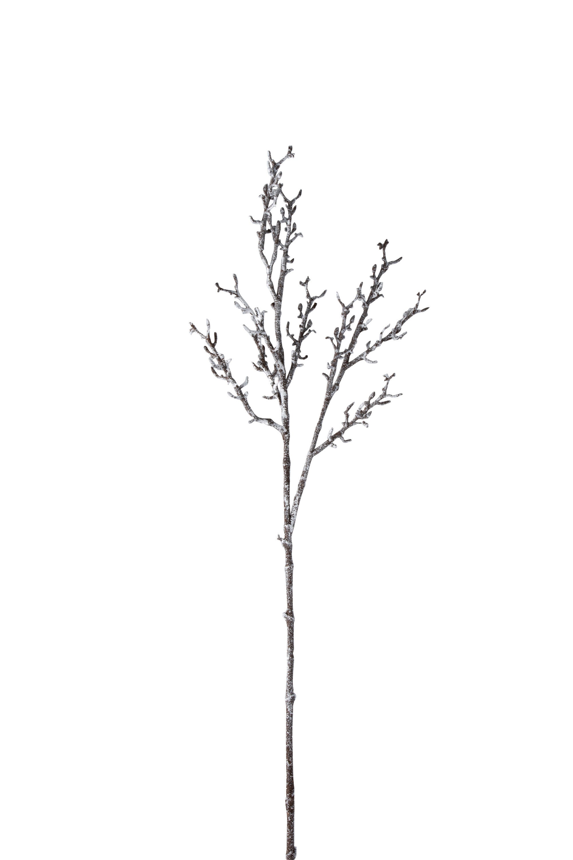 Branche chauve Pl Dk Brn/Blanc S - (97245)