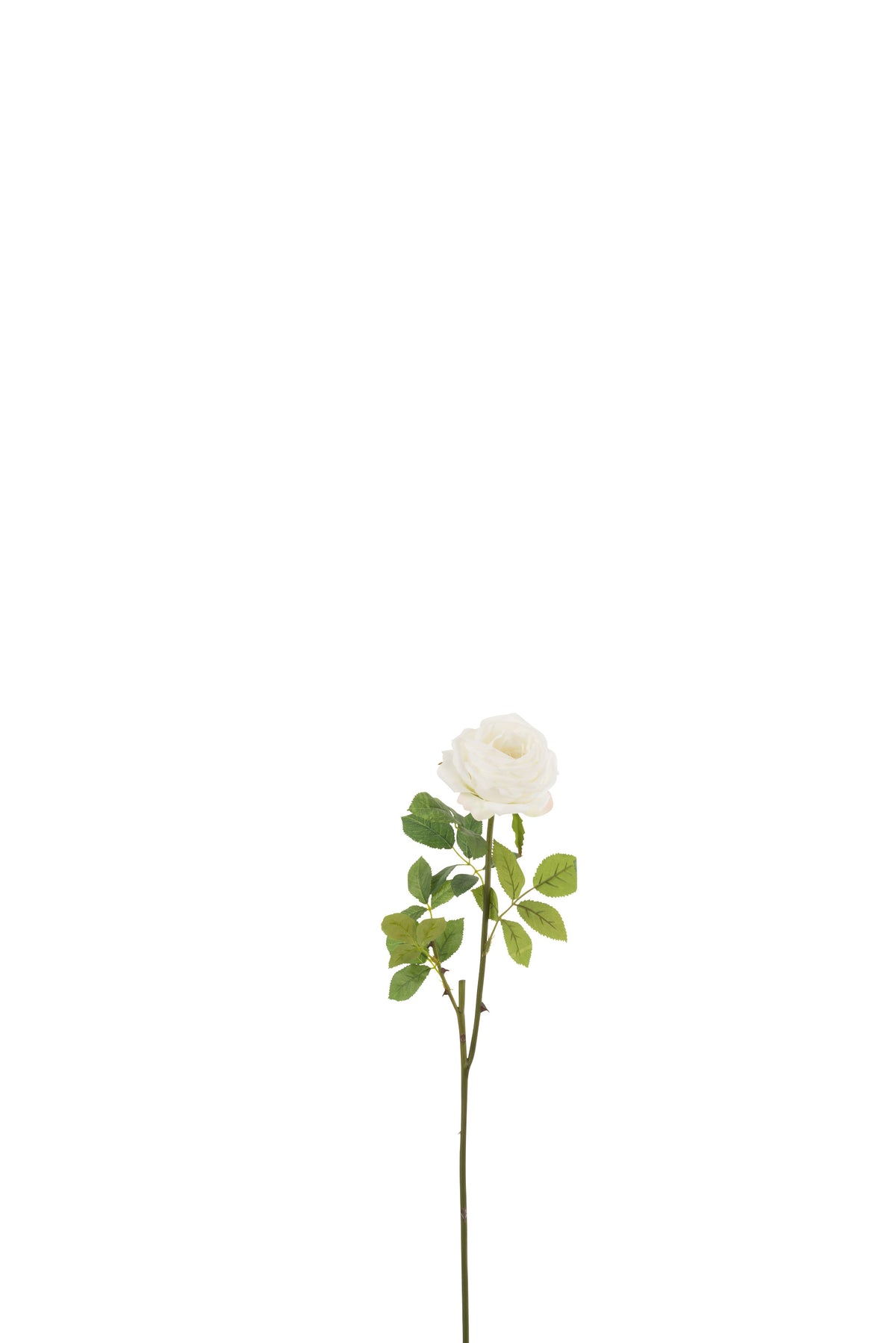 Rose Ankle+Leaves Pl Weiß - (12480)