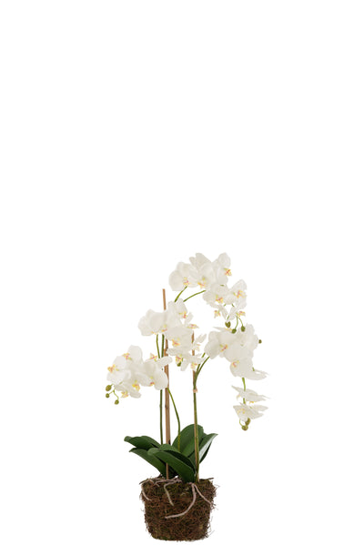 Orchidee in Erde Plastik Weiß/Grün Groß