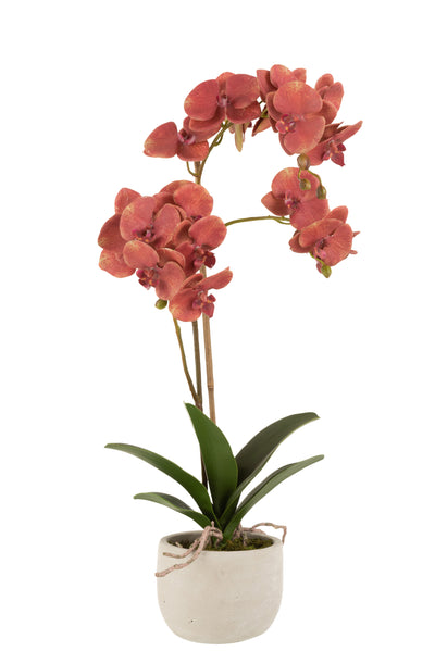 Orchidée en Pot Plastique/Ciment Rouge/Beige