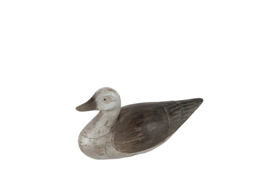 Canard brun blanc