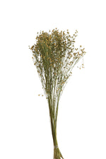 Dried Flax Flower Bundle