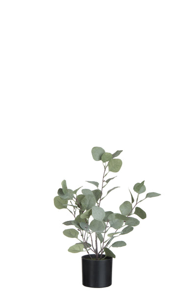 Eucalyptus in pot
