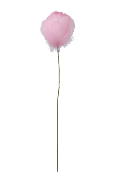 Tulpenfedern Rosa